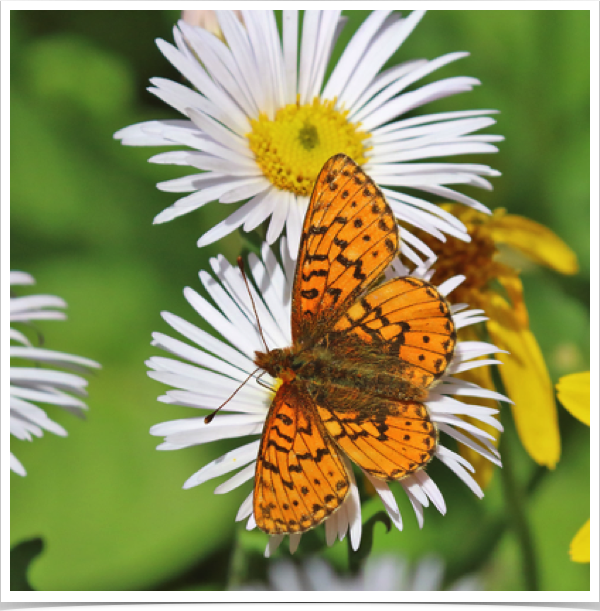 Purplish Fritillary